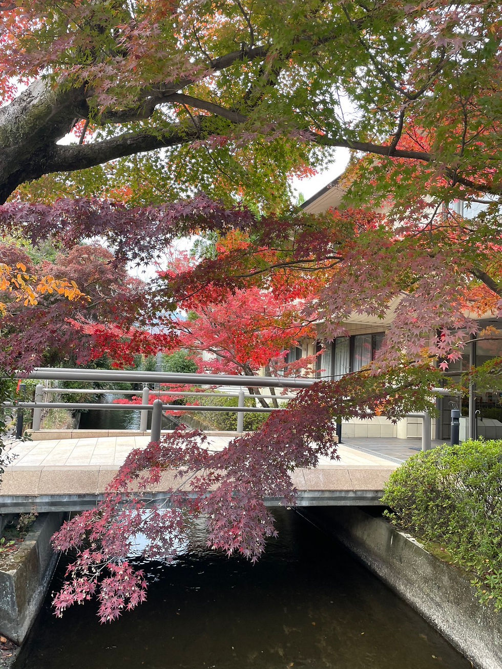 京都の秋🍁