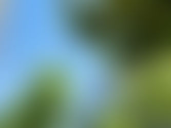 夏、鳴いてます