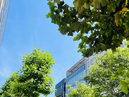 夏、鳴いてます