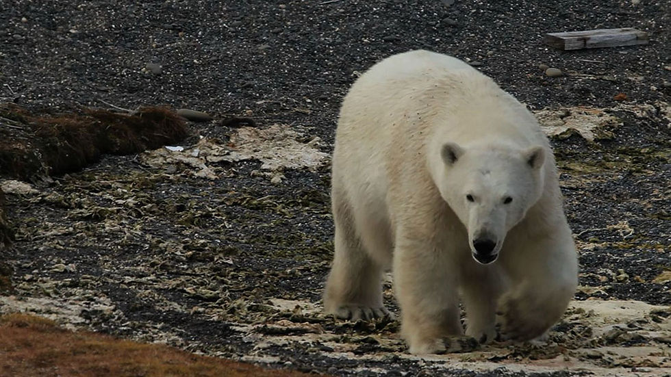 ©Juliano Salgado - 09