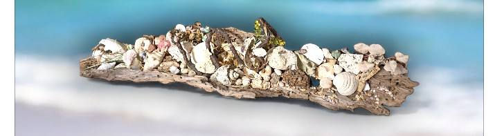 driftwood and seashell decor