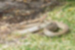IMG_6258.jpeg