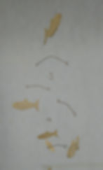 Thumbnail: fish mobile