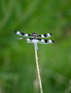 Dragonfly in Esther Simplot Park in Boise, Idaho