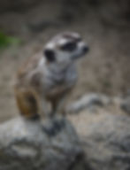 Meerkat at Zoo Boise