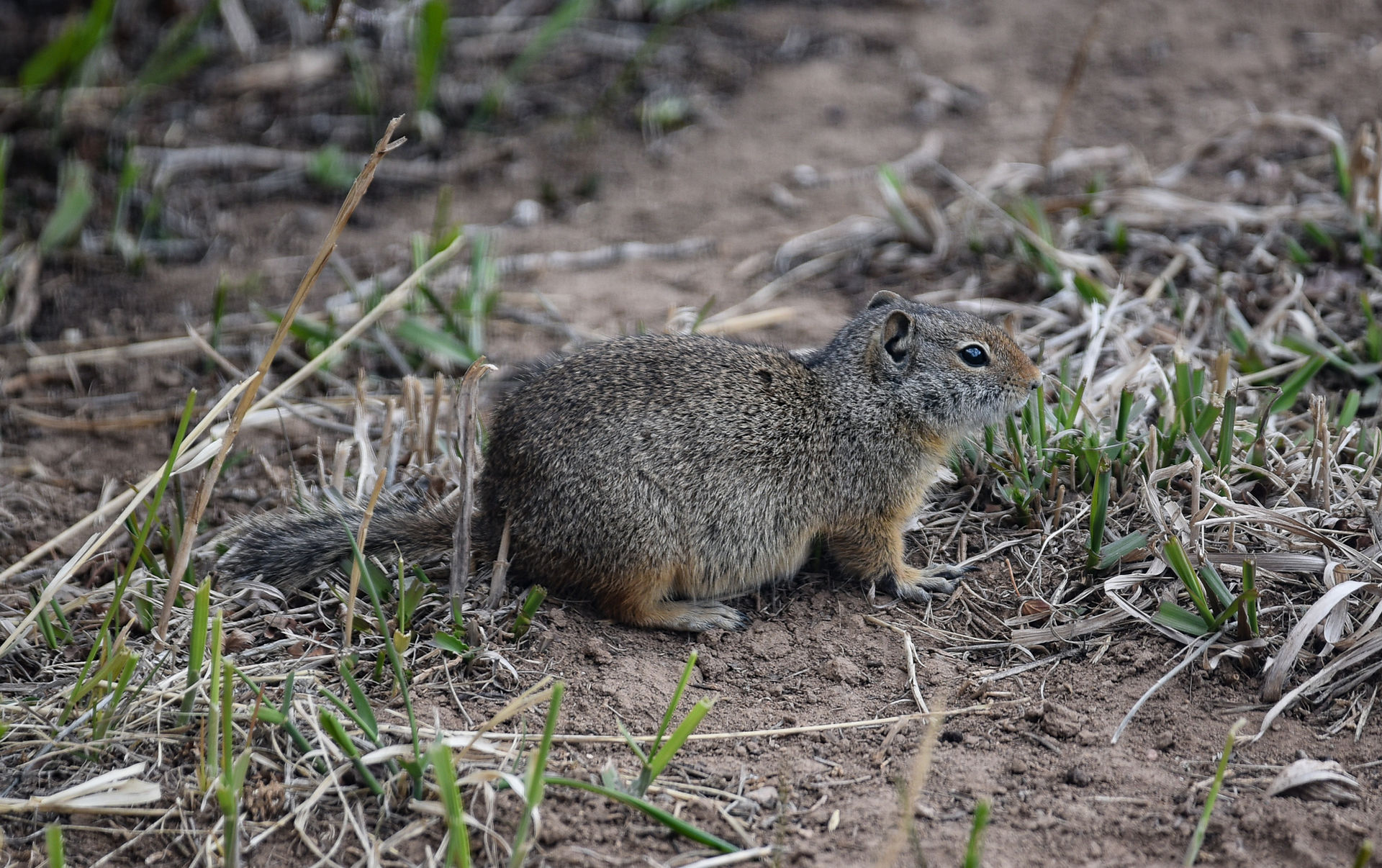 Ground squirrel