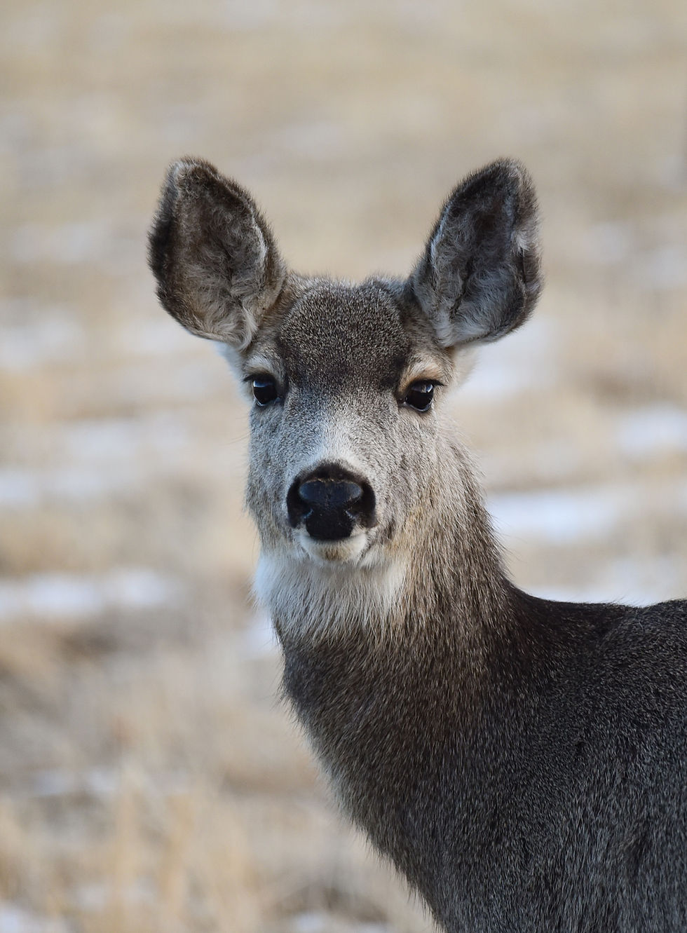 Mule deer in Wyoming