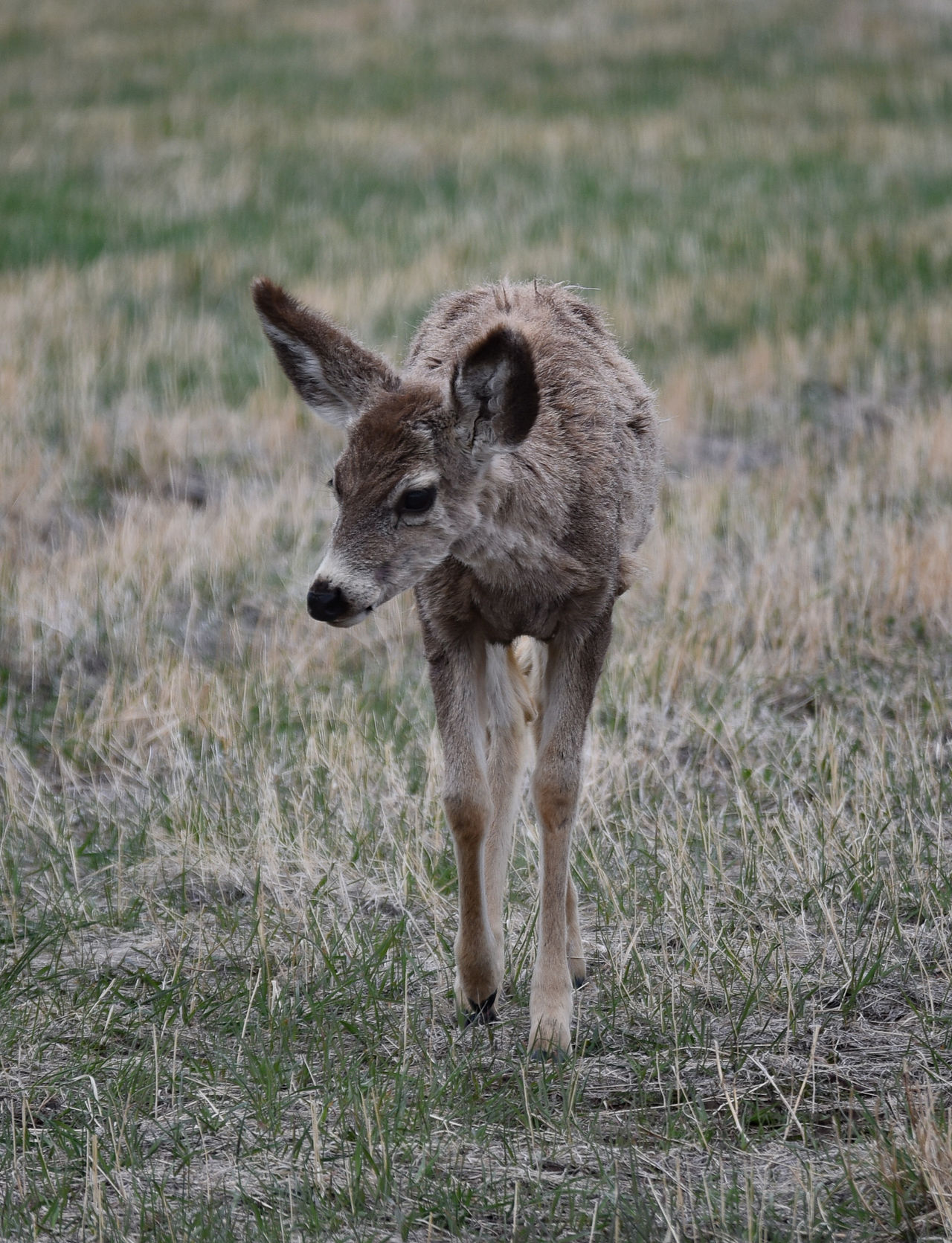 Mule deer in Wyoming