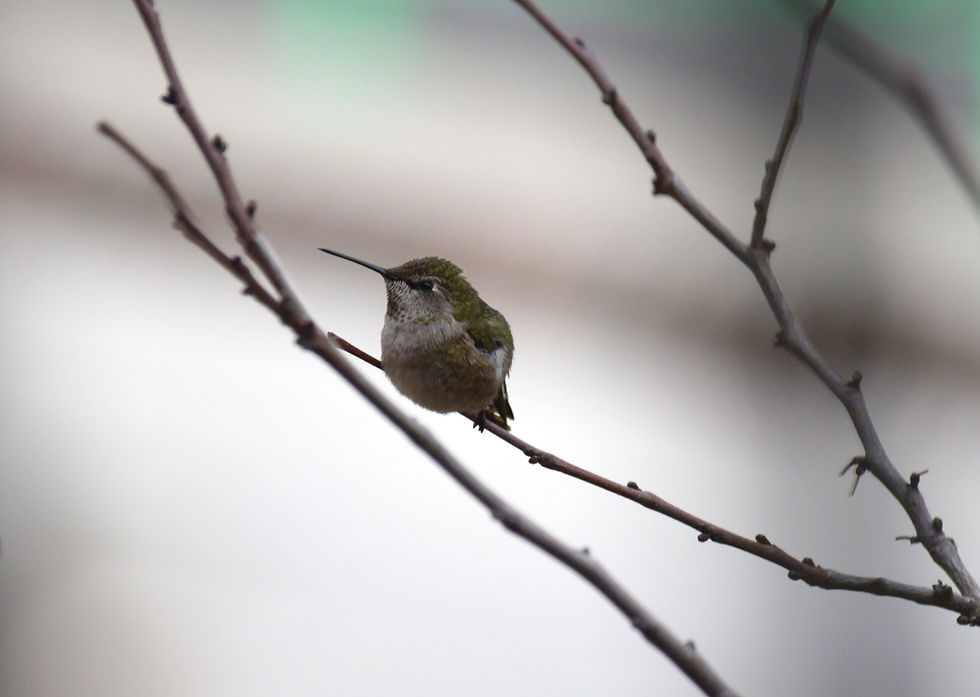 Hummingbird on tree branch in Las Vegas, Nevada.