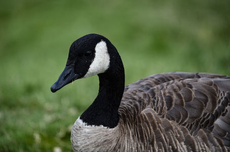 Canada Goose at Esther Simplot Park in Boise, Idaho