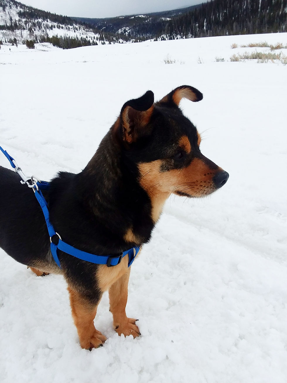 Black and tan puppy near Union Pass area near Dubois, Wyoming
