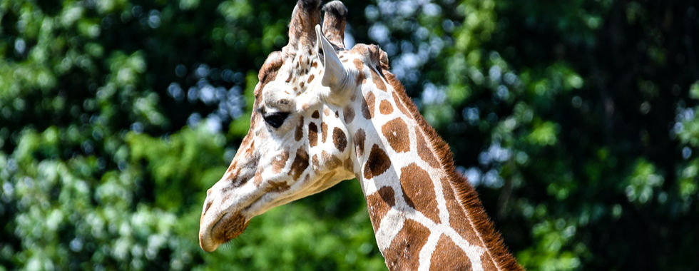 Giraffe at Zoo Boise