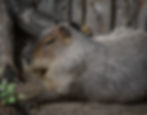 Capybara at Zoo Boise