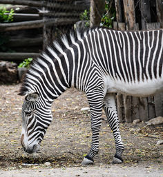 Zebra at Zoo Boise