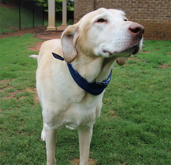 Auburn Veterinary Clinic Moores Mill Animal Hospital United States