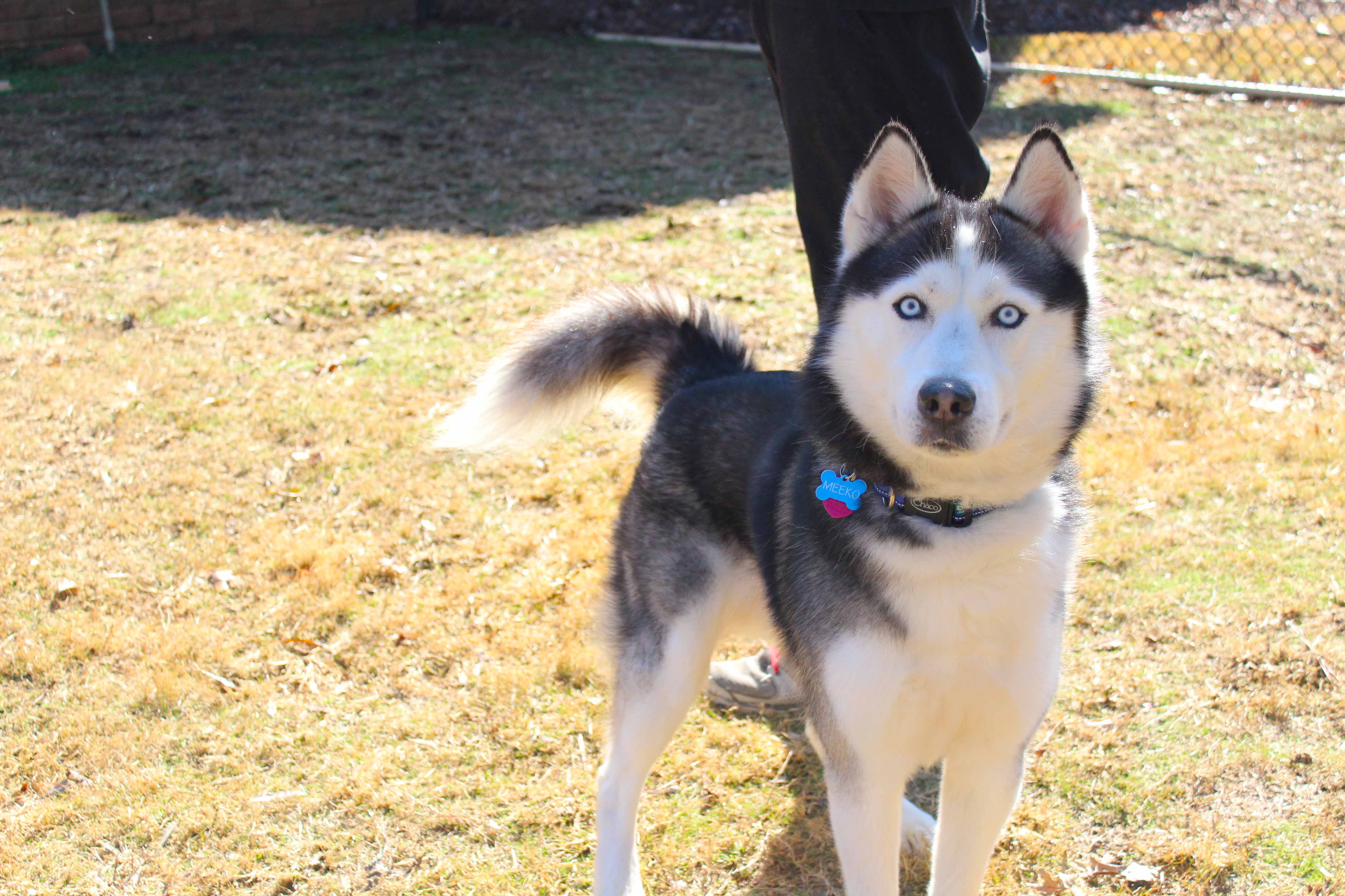 Auburn Veterinary Clinic Moores Mill Animal Hospital United States