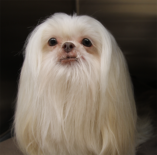 Auburn Veterinary Clinic Moores Mill Animal Hospital United States