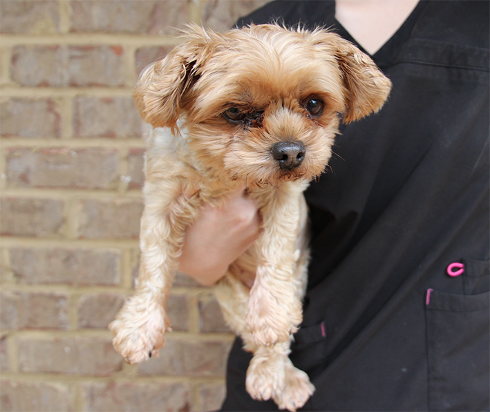 Auburn Veterinary Clinic Moores Mill Animal Hospital United States