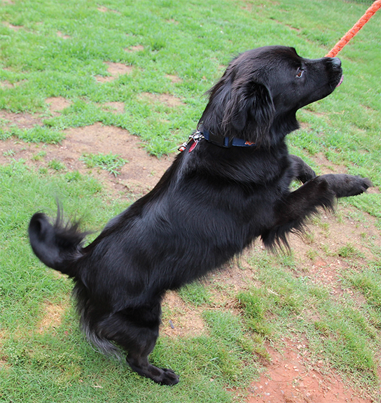 Auburn Veterinary Clinic Moores Mill Animal Hospital United States