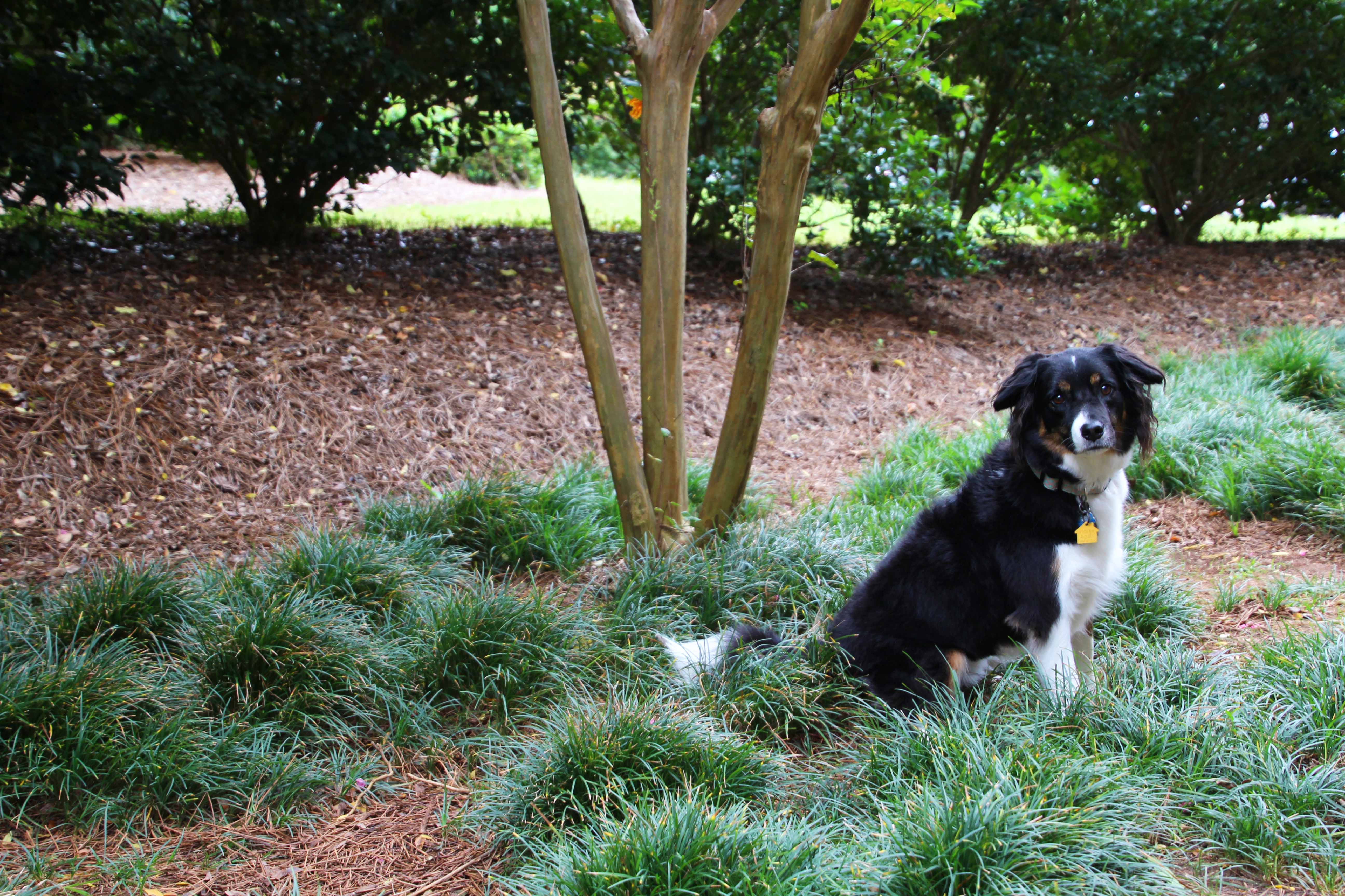 Auburn Veterinary Clinic Moores Mill Animal Hospital United States