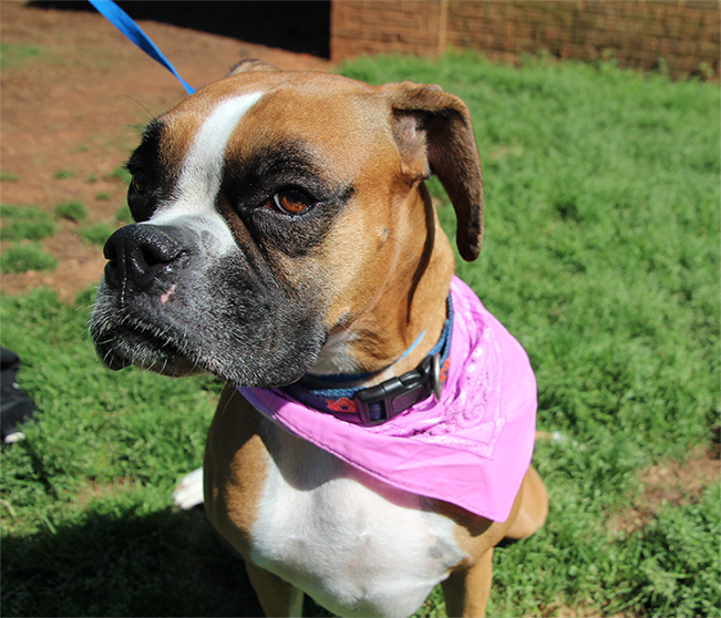 Auburn Veterinary Clinic Moores Mill Animal Hospital United States