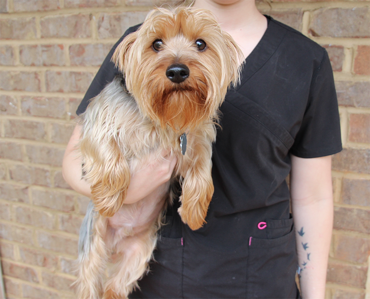 Auburn Veterinary Clinic Moores Mill Animal Hospital United States