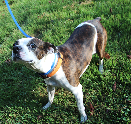 Auburn Veterinary Clinic Moores Mill Animal Hospital United States