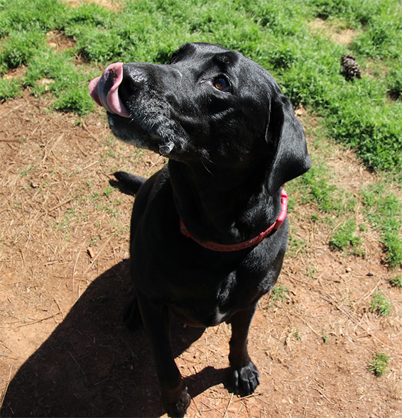 Auburn Veterinary Clinic Moores Mill Animal Hospital United States