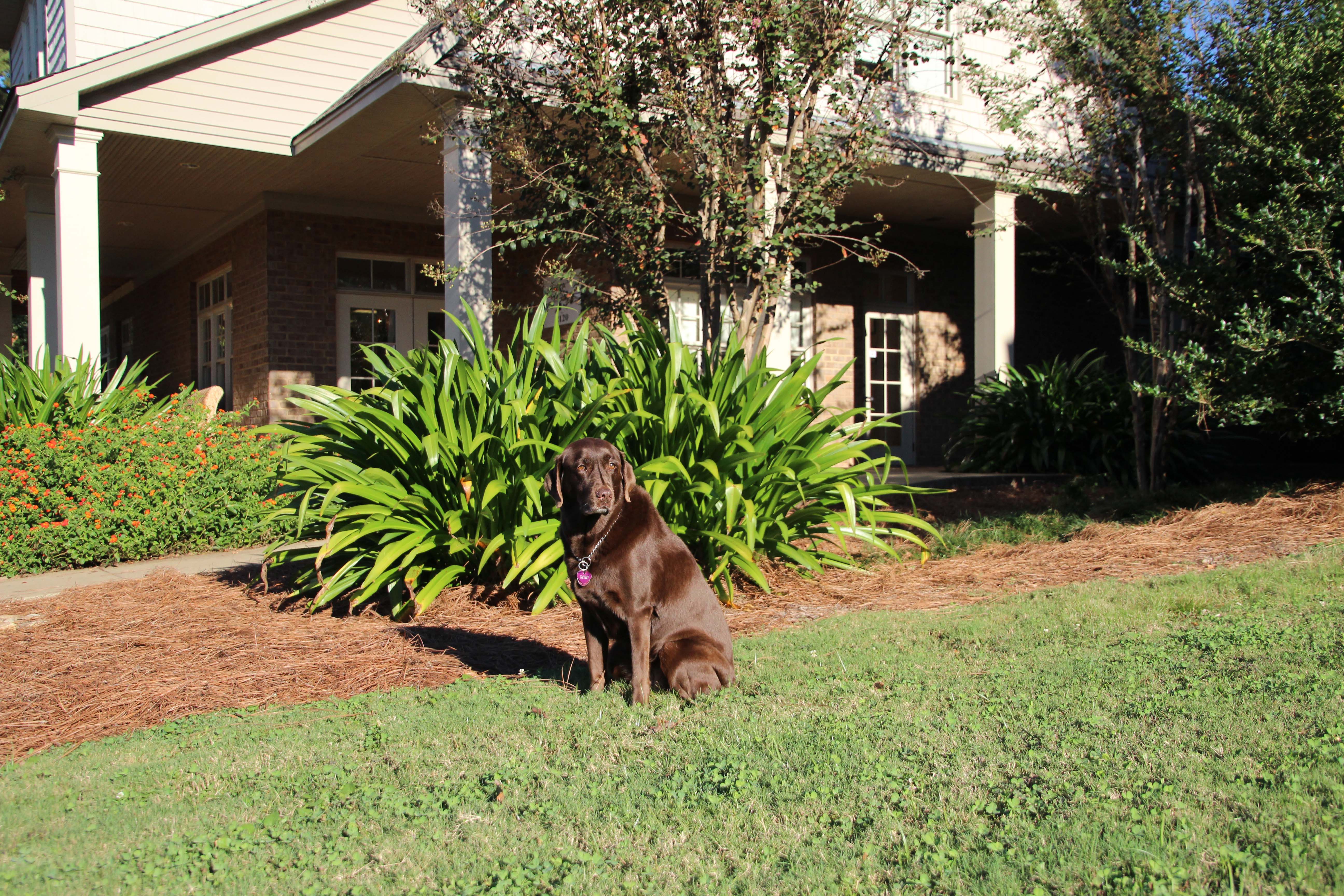 Auburn Veterinary Clinic Moores Mill Animal Hospital United States