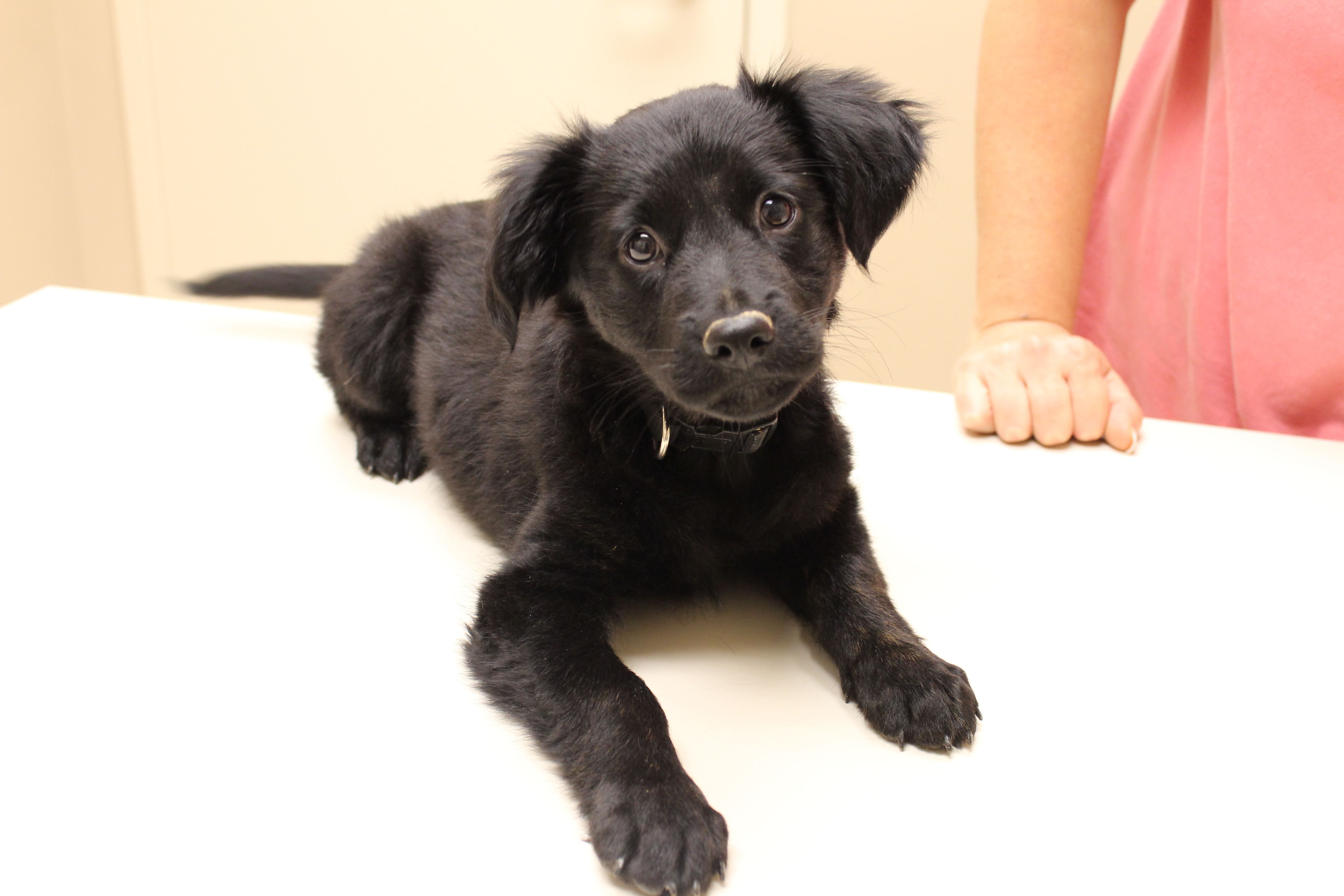 Auburn Veterinary Clinic Moores Mill Animal Hospital United States