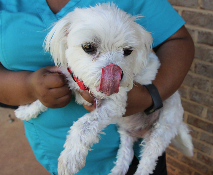 Auburn Veterinary Clinic Moores Mill Animal Hospital United States