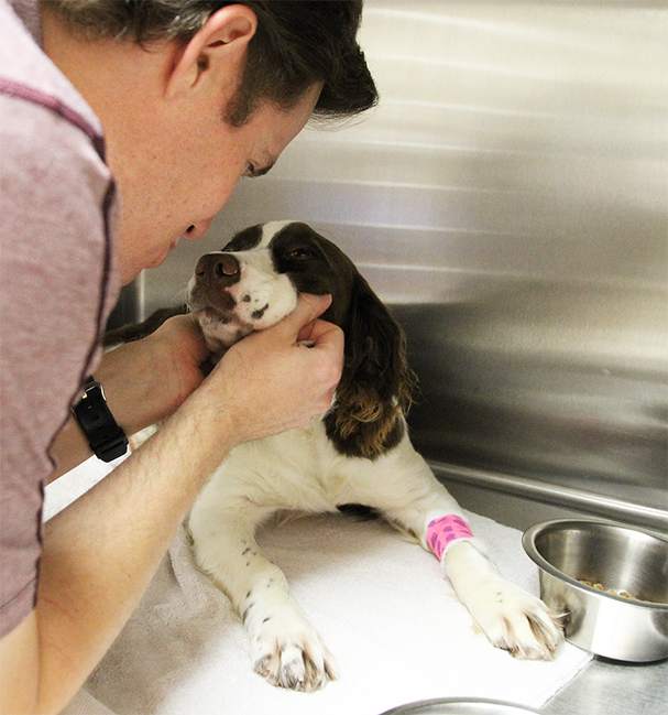 Auburn Veterinary Clinic Moores Mill Animal Hospital United States