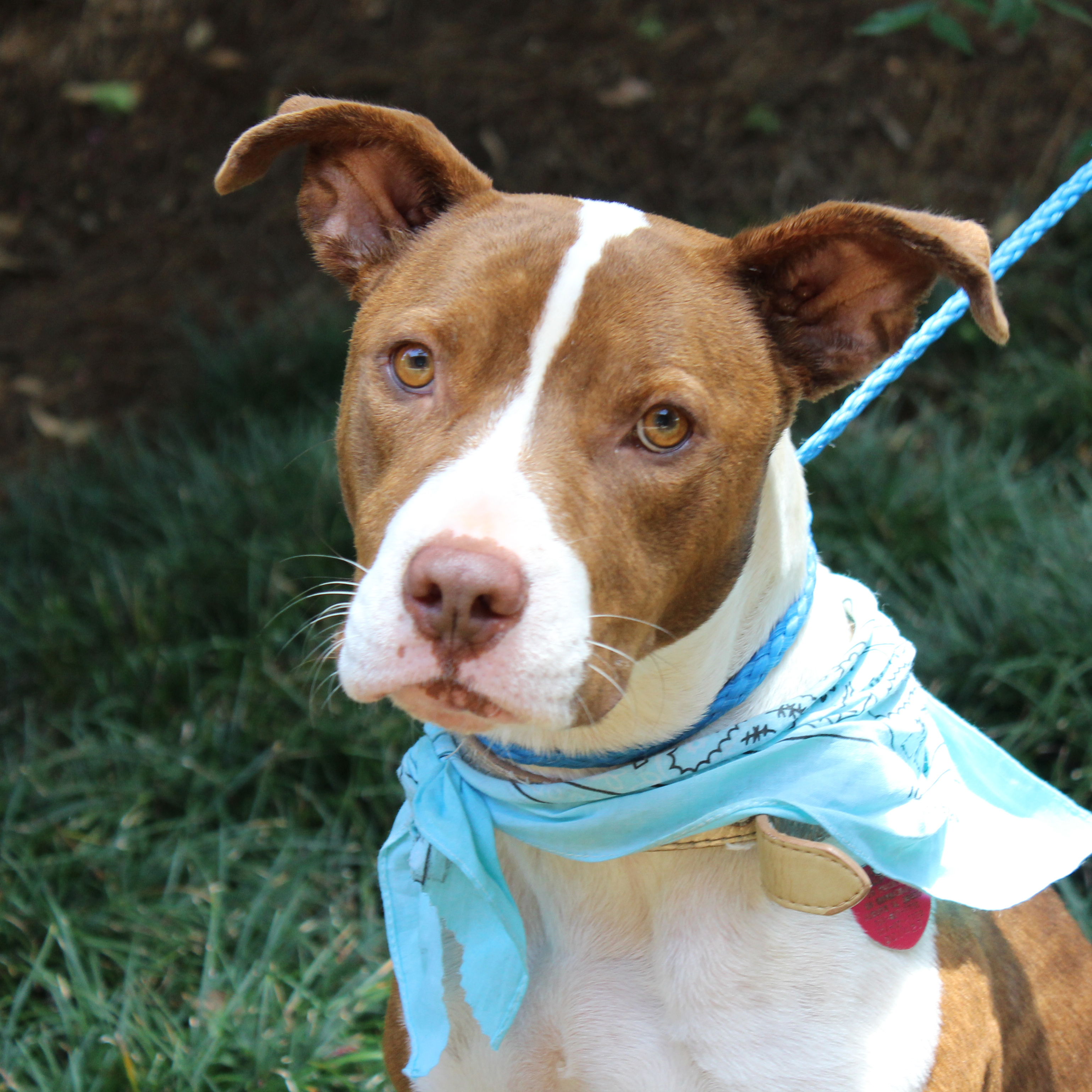 Auburn Veterinary Clinic Moores Mill Animal Hospital United States