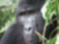 UGANDA & D.R.CONGO