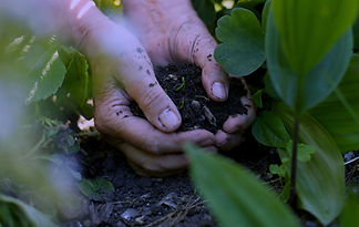 Hands in the Soil_edited.jpg
