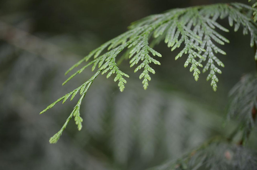 cedar-2729646_1280.jpg
