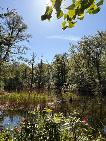 Meertje midden in de bossen van Natuurmonumenten Spanderswoud