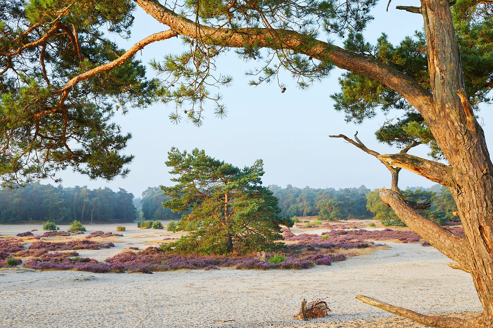 Lange Duinen Soesterduinen trailrun