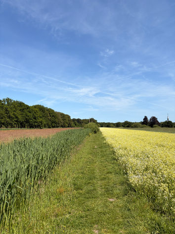 Prachtige trail-route door weide vol lentebloemen en hoge rietkraag