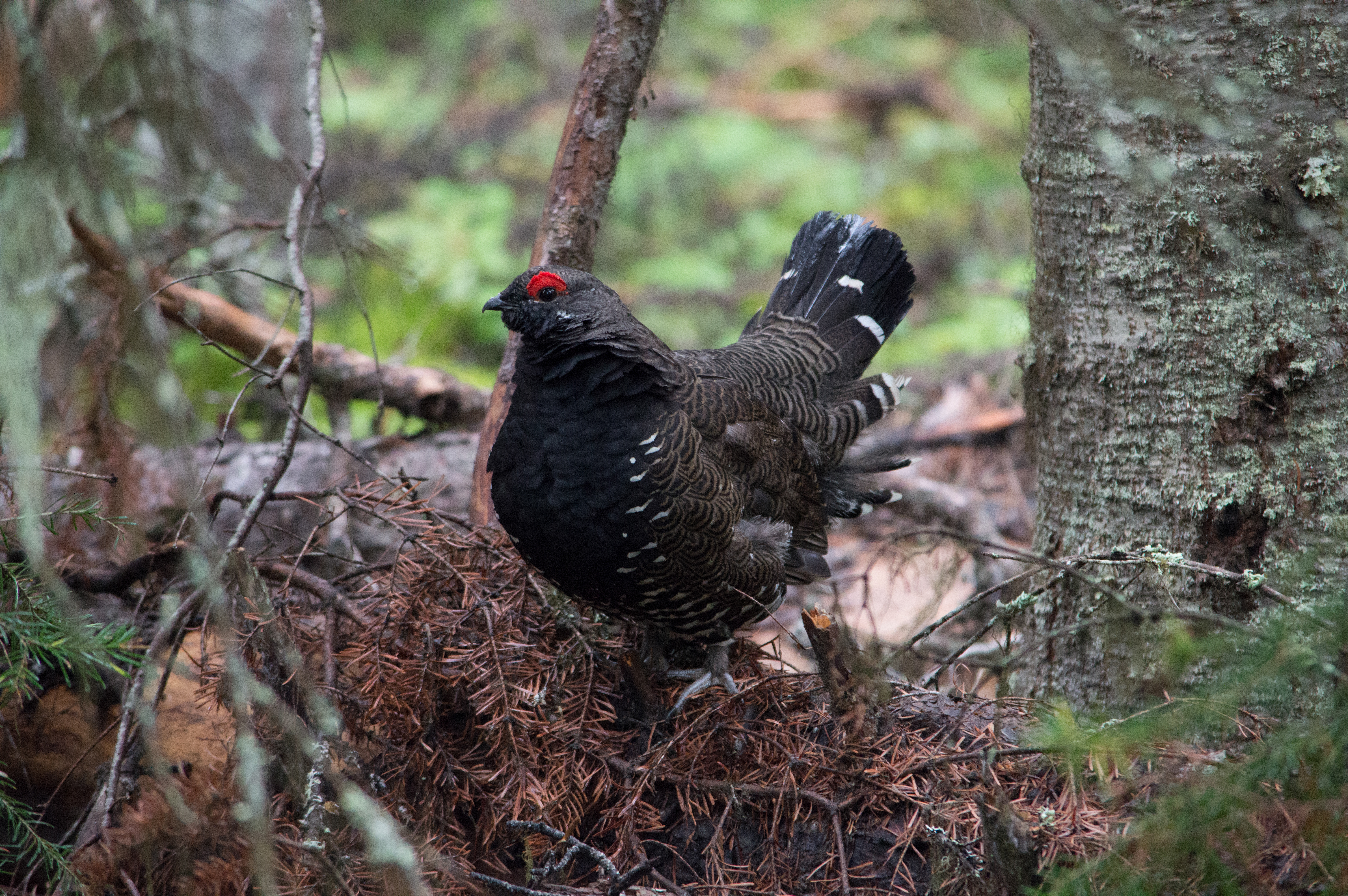 Birds of Moose