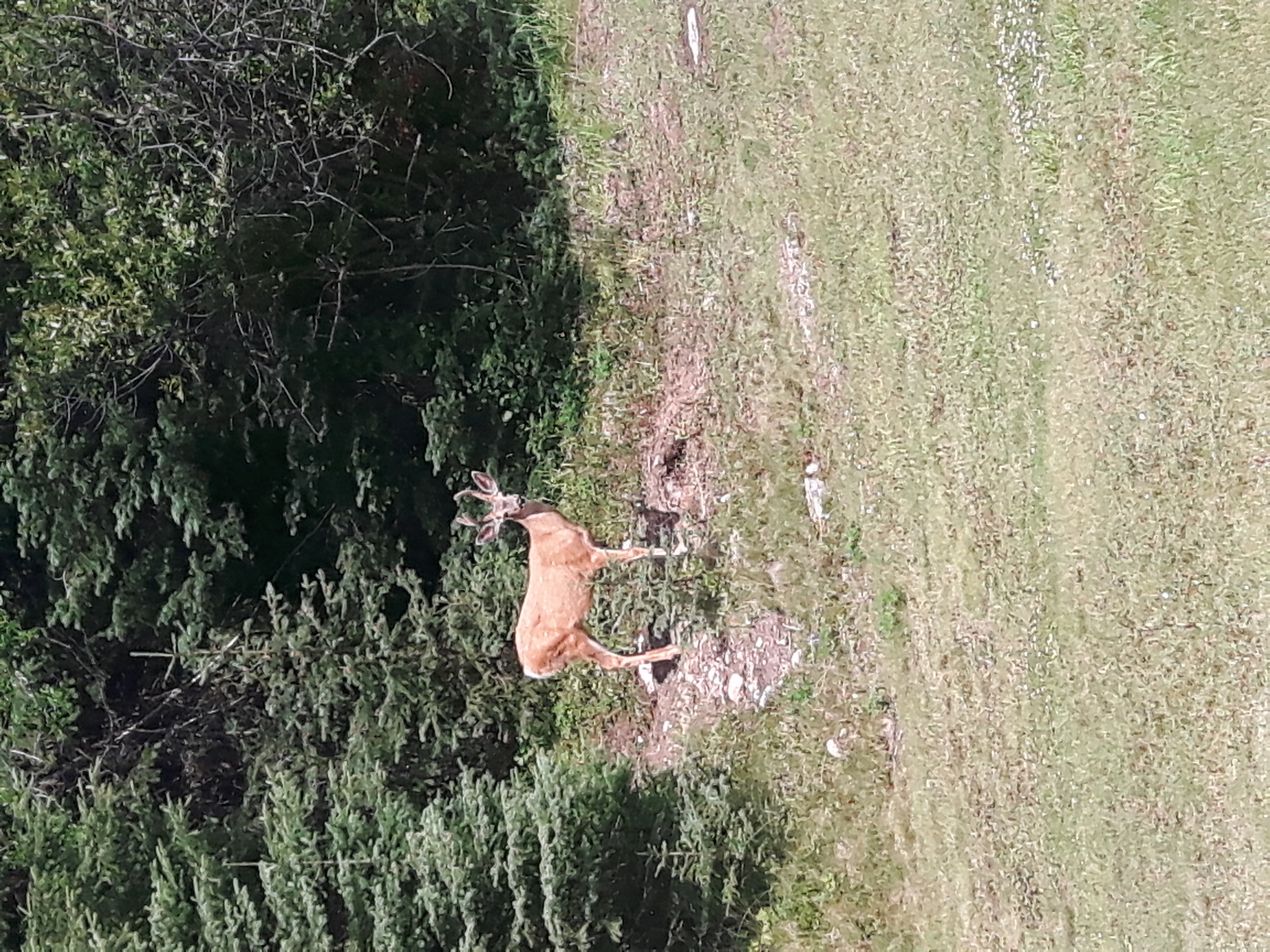 Deer