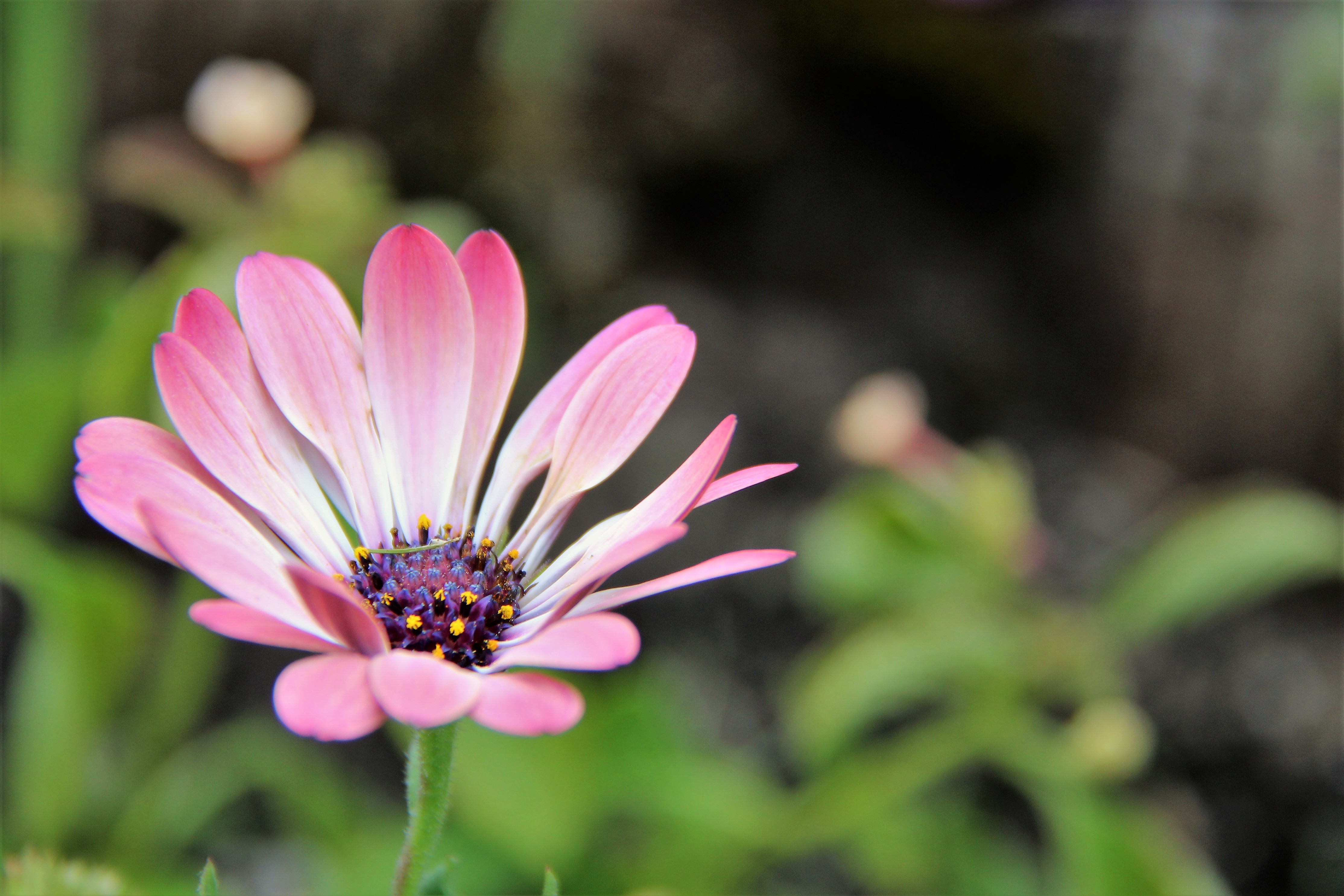 Moose Camp Flower