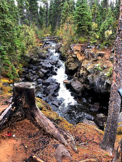 River & stump