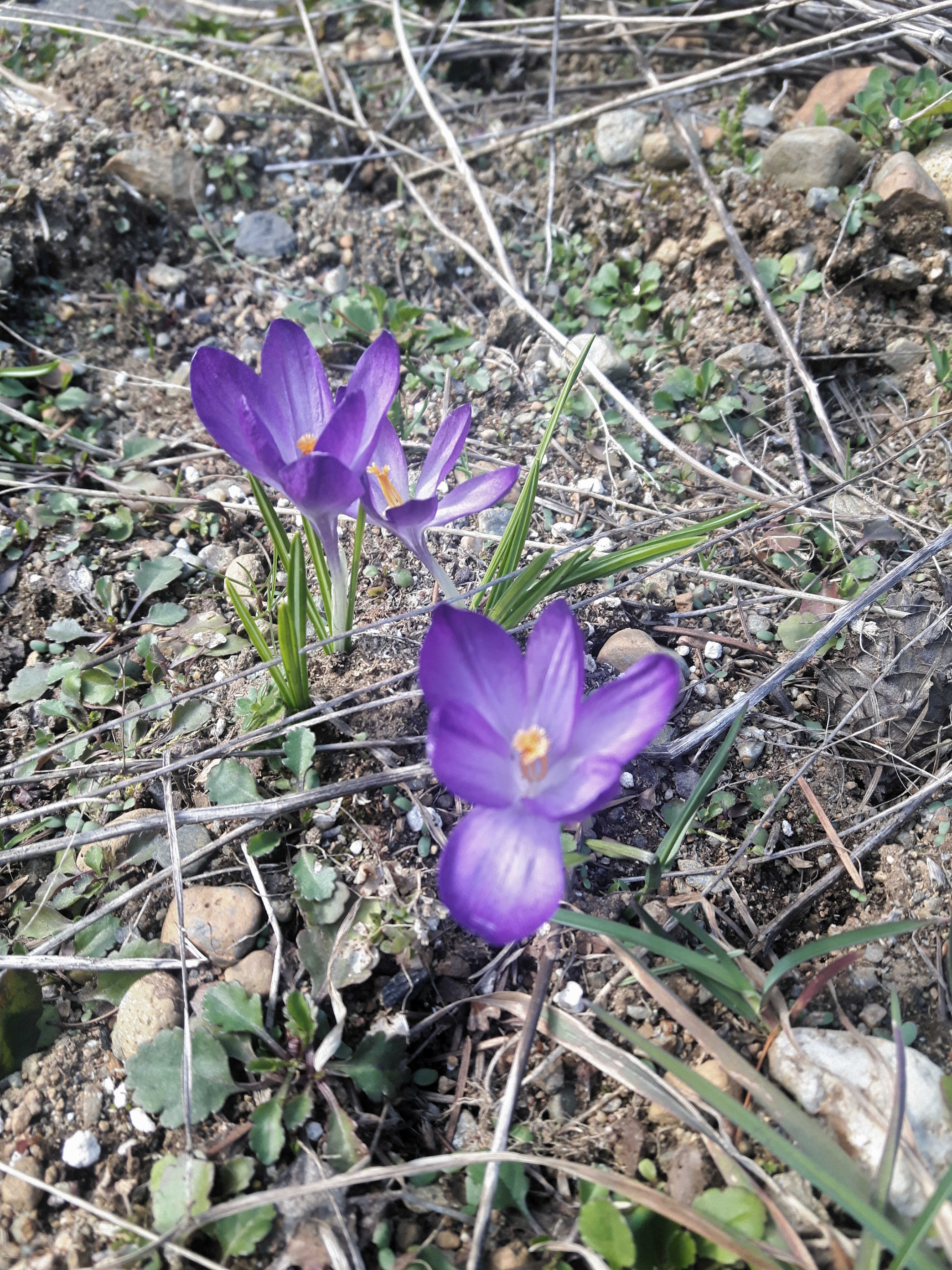Crocuses