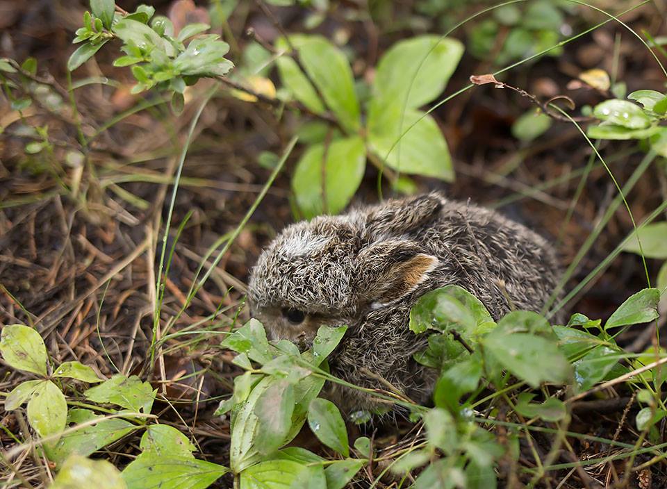 sSs bunny 2018