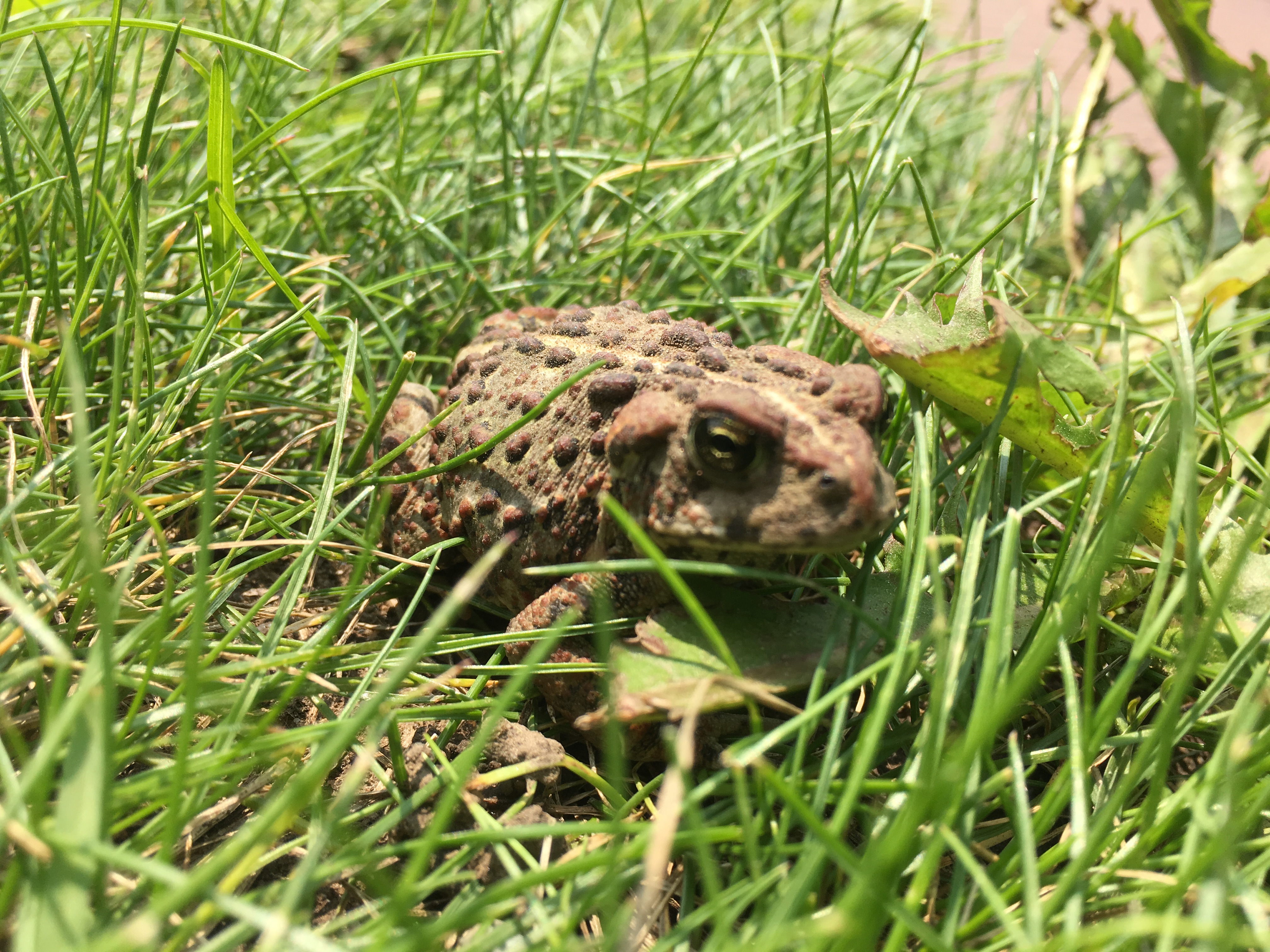Toad