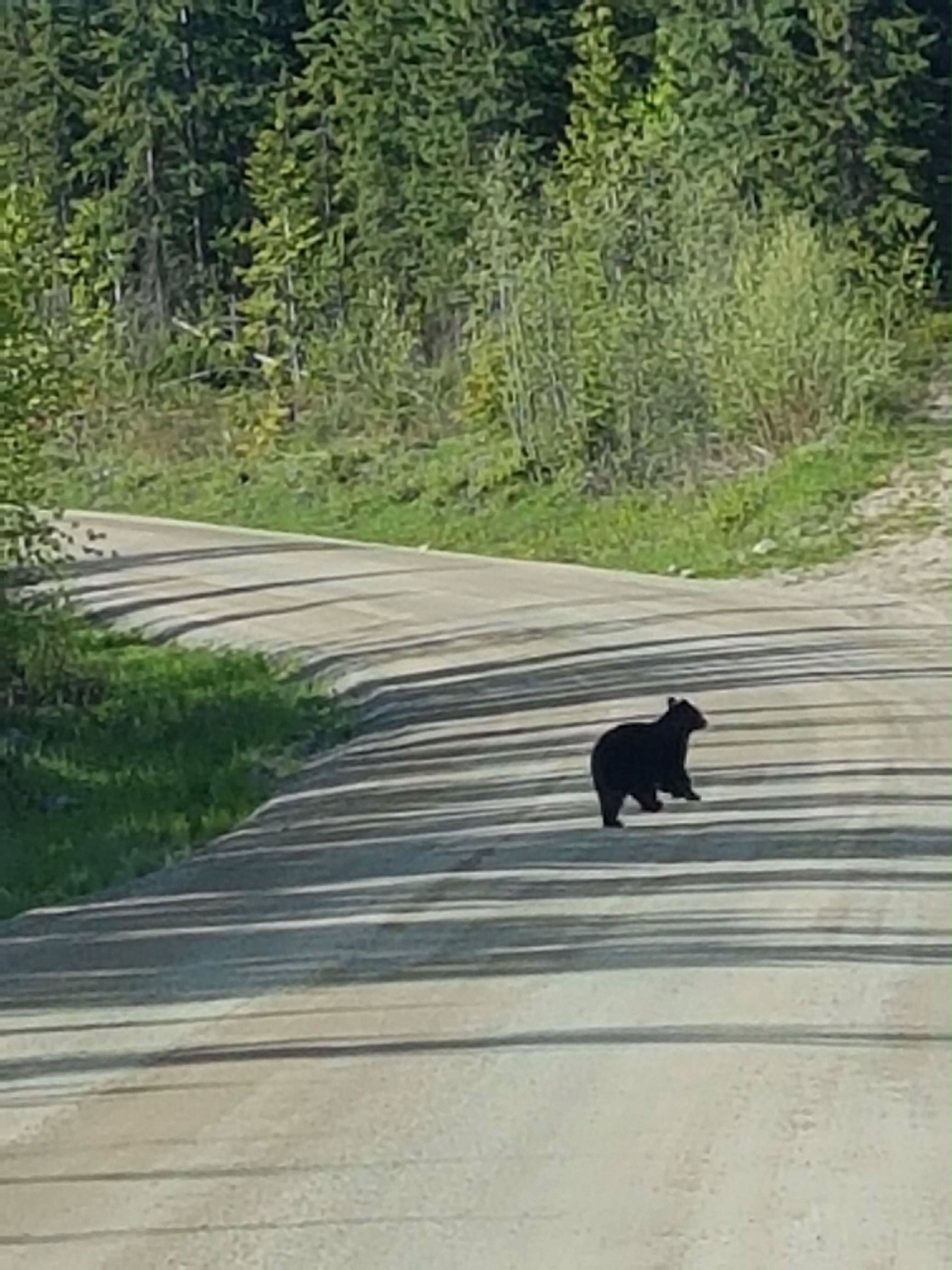 Bear: