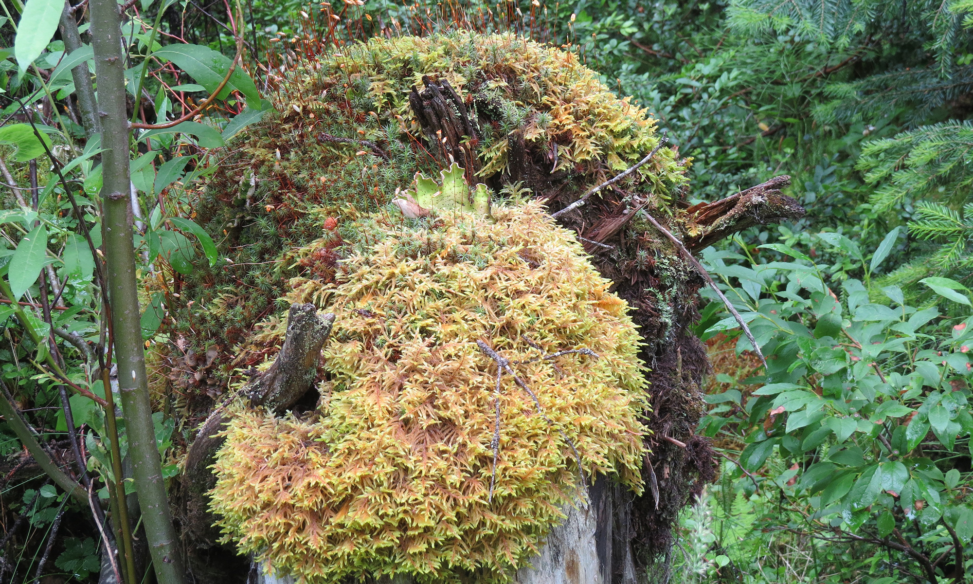 Mossy Stump