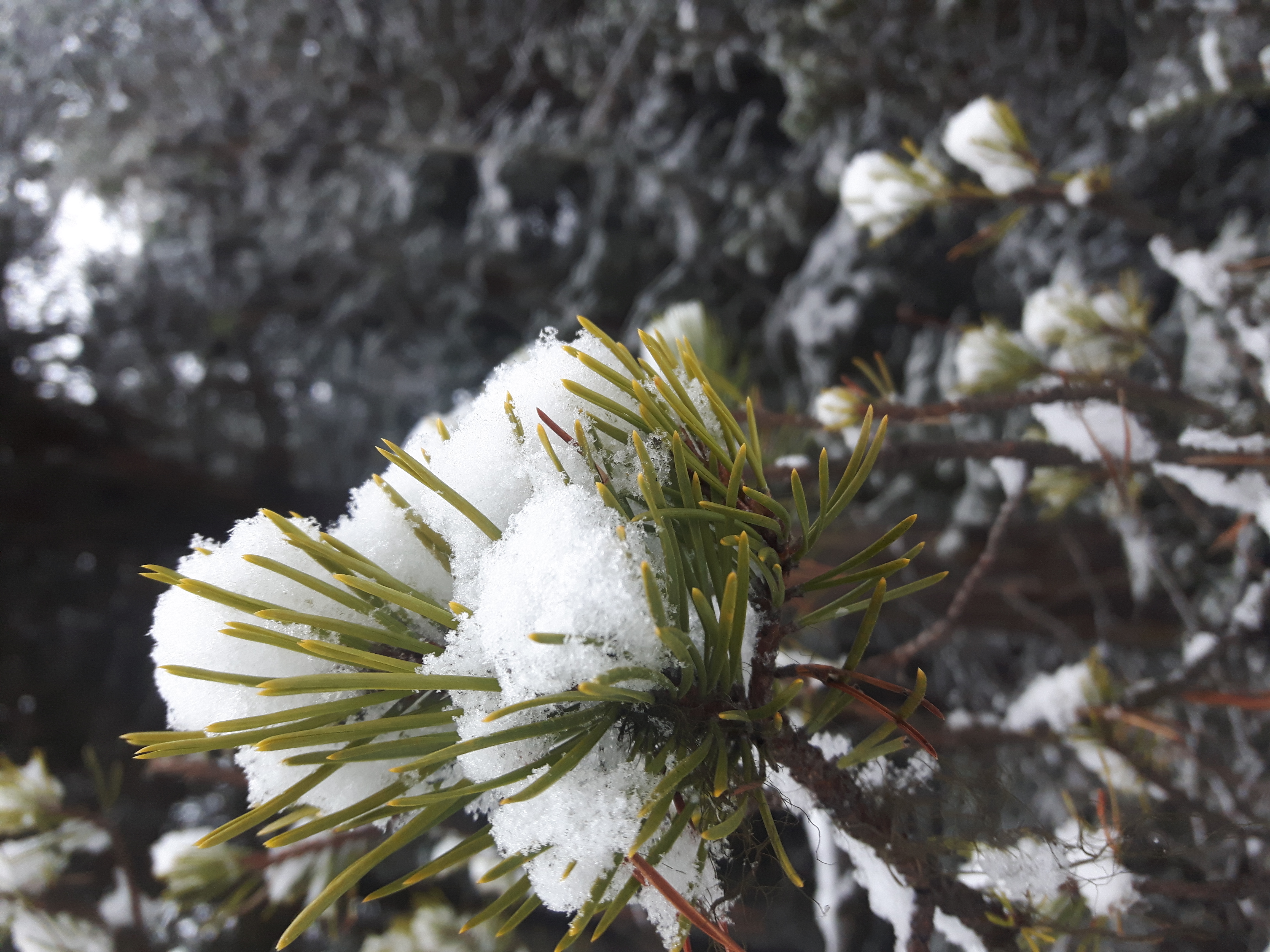 Winter Pine