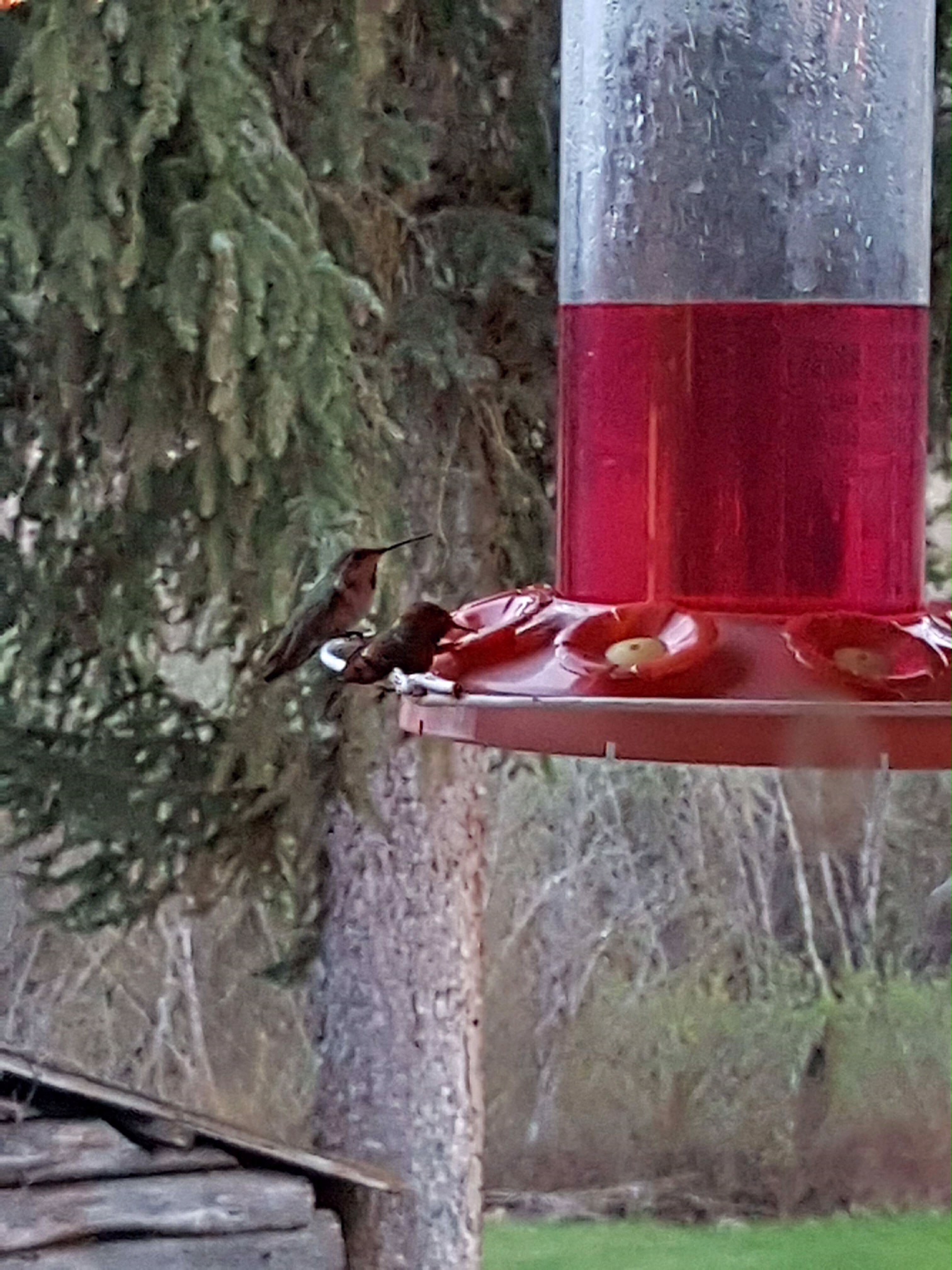 Hummingbird: